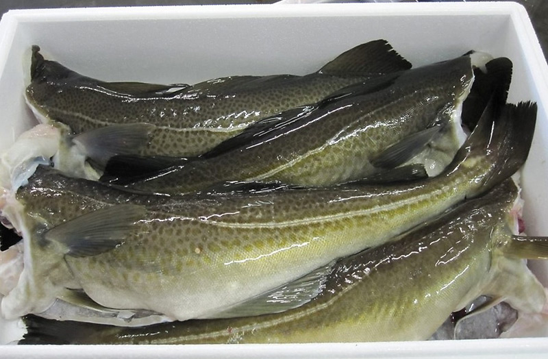 White fish: the Cod