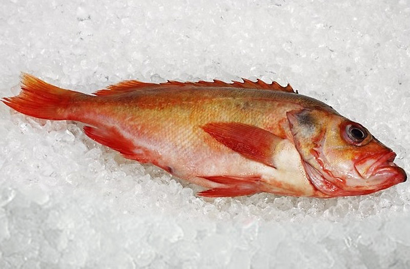 Exotic fish: the Redfish